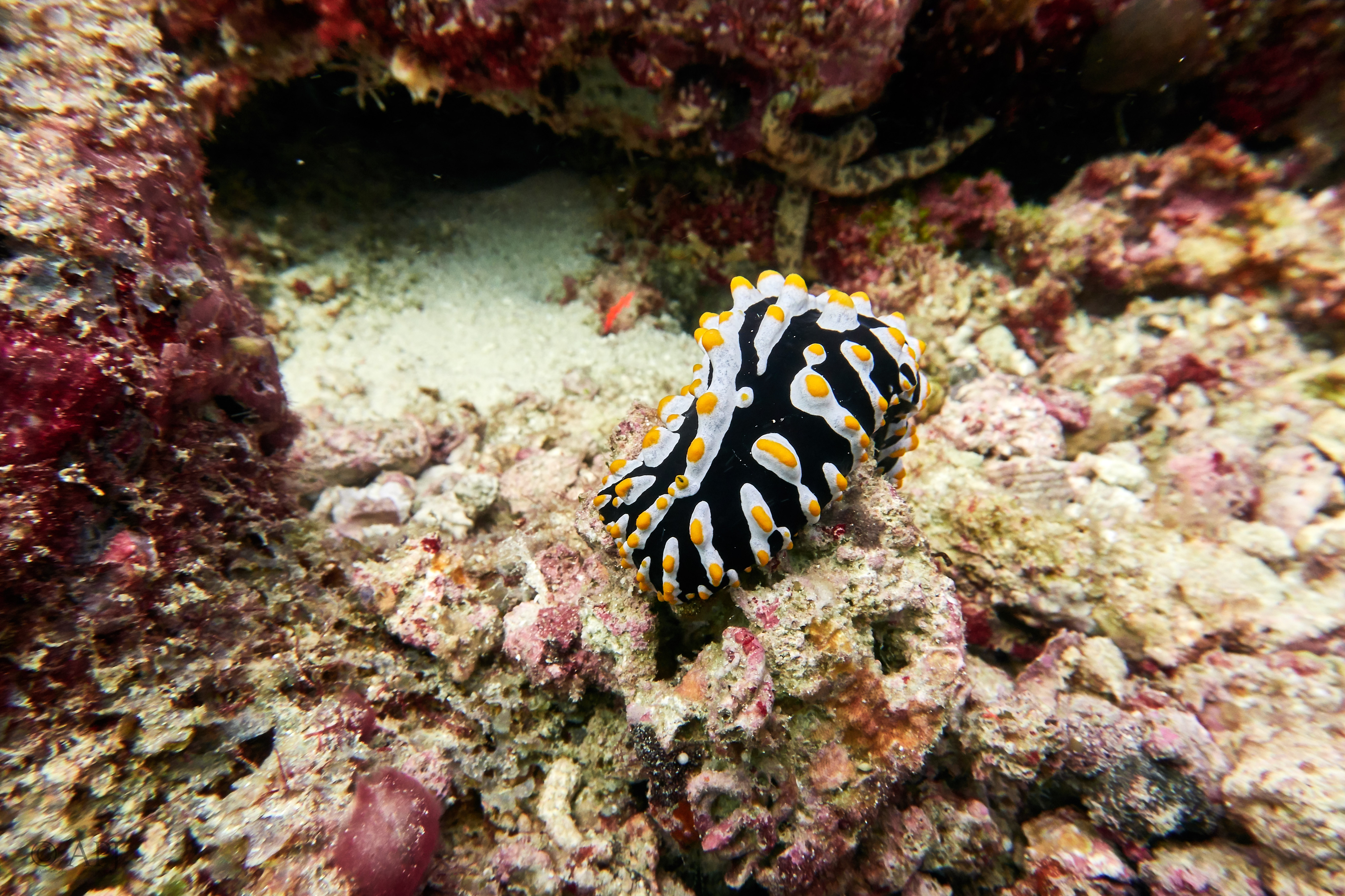 001102 16 08 17  Canon PowerShot G7 X Mark II   Malediven2017